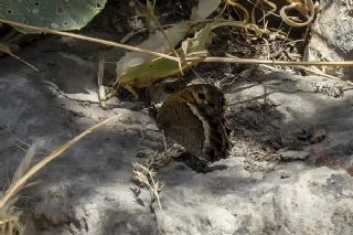 Anadolu Pirireisi (Satyrus favonius)