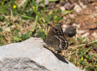 Hametli Pirireis (Satyrus ferulus)