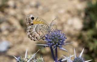 �ran Pirireisi&nbsp;(Satyrus&nbsp;iranicus)
