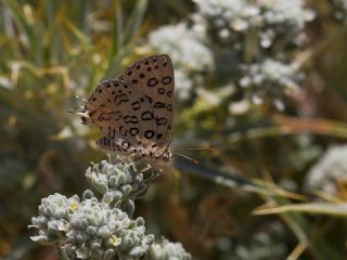 Uygur �eytanc���&nbsp;(Cigaritis&nbsp;uighurica)