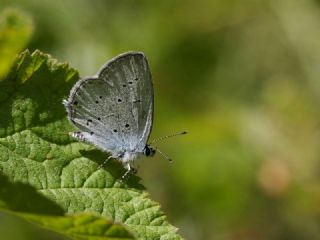 Balkan Everesi (Cupido decoloratus)