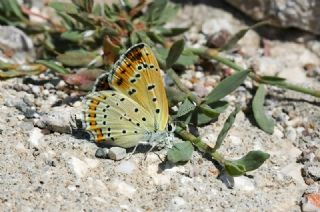 Anadolu Ate Gzeli (Lycaena asabinus)