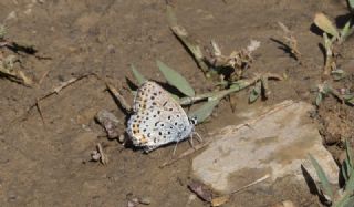 Frat Bakr Gzeli (Margelycaena euphratica )