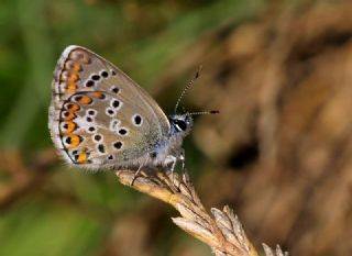 okgzl Balkan Mavisi (Aricia anteros )