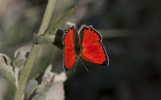 Da Atei (Lycaena thetis)