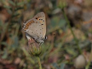 Da Atei (Lycaena thetis)