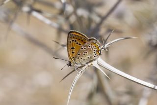 ran Ate Gzeli (Lycaena lampon)