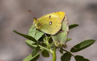 Gzel Azamet (Colias alfacariensis)