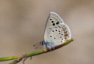 Anadolu Turan Mavisi (Turanana panagaea)