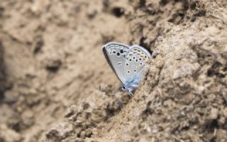 Yunan Turan Mavisi&nbsp;(Turanana&nbsp;taygetica)