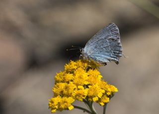 Mavi Sevbeni (Satyrium armenum)