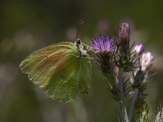 Kleopatra (Gonepteryx cleopatra)