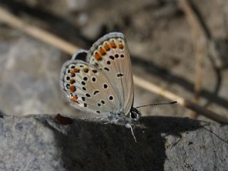 Doulu Esmergz (Plebejus carmon)