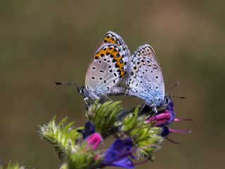 Avrupal� Esmerg�z&nbsp;(Plebejus&nbsp;argyrognomon )