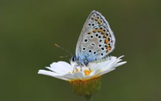 Anadolu Esmergz (Plebejus modicus)