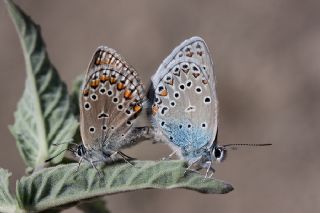 Trkmenistan Esmergz (Plebejus zephyrinus)