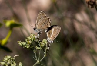 okgzl Lbnan Esmeri (Polyommatus alcestis)