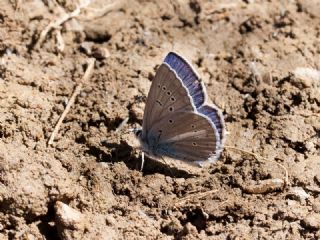 okgzl Antikarmon (Polyommatus anticarmon)