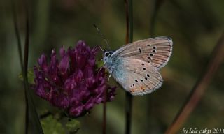 �okg�zl� G�zel Mavi&nbsp;(Polyommatus&nbsp;bellis)