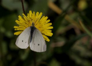 Kk Beyazmelek (Pieris rapae)