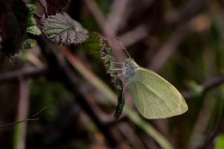 Kk Beyazmelek (Pieris rapae)