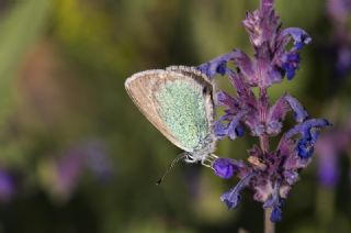 okgzl Rus Mavisi (Polyommatus coelestina)