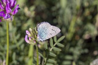 okgzl Rus Mavisi (Polyommatus coelestina)