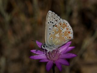 okgzl Yalanc illi Mavi (Polyommatus corydonius)