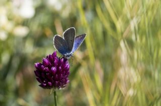 �okg�zl� Diana Mavisi&nbsp;(Polyommatus&nbsp;diana)