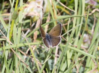 okgzl Kafkasya Erosu (Polyommatus erotulus)