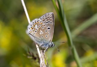 okgzl Kafkasya Erosu (Polyommatus erotulus)