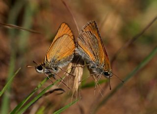 Sar Antenli Zpzp (Thymelicus sylvestris)