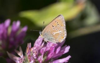 okgzl Geranium Mavisi (Polyommatus eumedon)