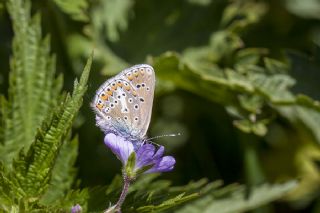 okgzl Geranium Mavisi (Polyommatus eumedon)