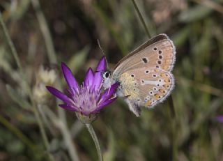 okgzl Geranium Mavisi (Polyommatus eumedon)