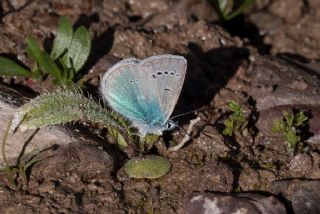 okgzl Fatma Mavisi (Polyommatus fatima)