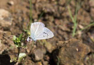 Yalanc Lacivert Anadolu okgzls (Polyommatus pseudactis)