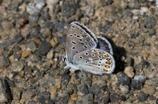 okgzl Eros (Polyommatus eros)