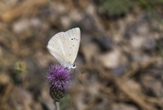 Anadolu Gzel Mavisi, Taskent Blue (Polyommatus guezelmavi)