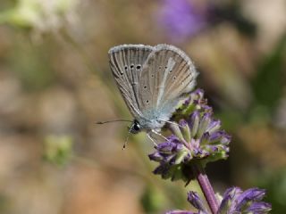 okgzl figenya (Polyommatus iphigenia)