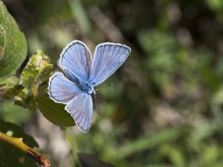 okgzl figenya (Polyommatus iphigenia)