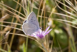 �okg�zl� Carbonell Mavisi&nbsp;(Polyommatus&nbsp;lycius)