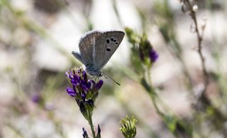 okgzl Selam Mavisi (Polyommatus merhaba)