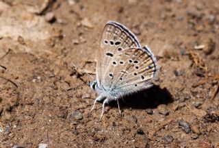 �ran �okg�zl�s�&nbsp;(Polyommatus&nbsp;morgianus)