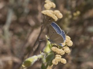 �okg�zl� Poseydon Mavisi&nbsp;(Polyommatus&nbsp;poseidon)