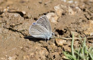 Sertavul okgzls (Polyommatus sertavulensis)