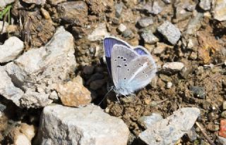 okgzl Trk Mavisi (Polyommatus turcicus)