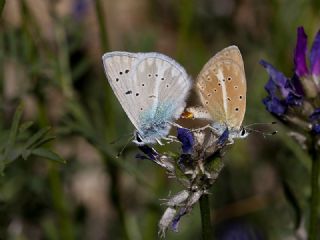 �okg�zl� A�r� Mavisi&nbsp;(Polyommatus&nbsp;vanensis)