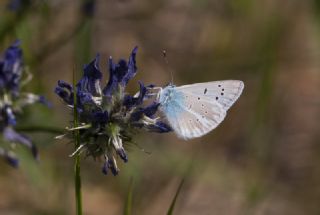 �okg�zl� A�r� Mavisi&nbsp;(Polyommatus&nbsp;vanensis)