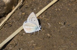 okgzl Ar Mavisi (Polyommatus vanensis)